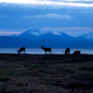 Applecross stags at dusk